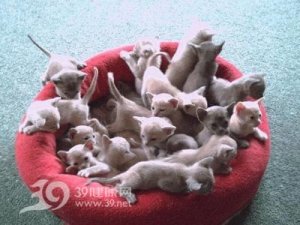 �в������è